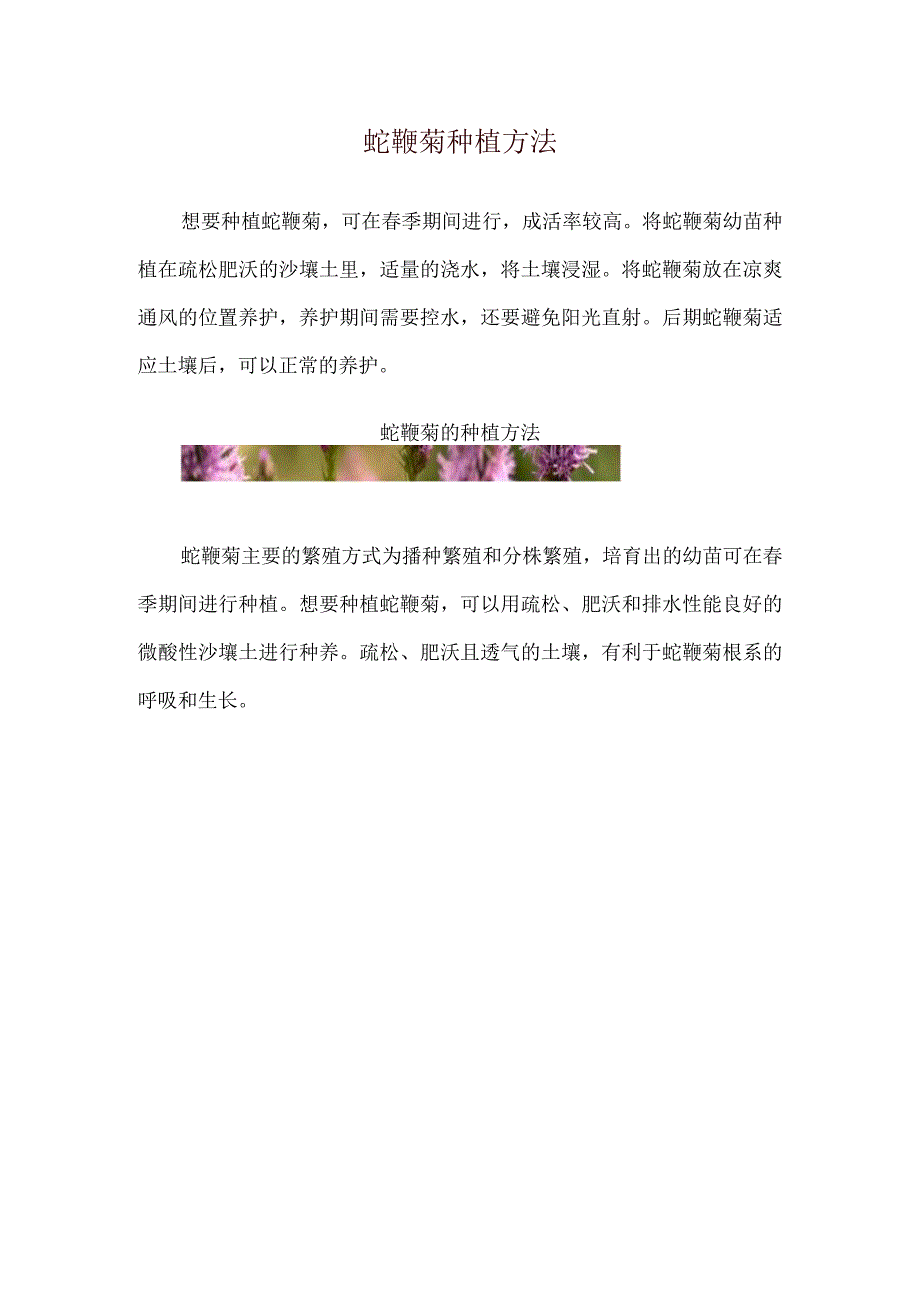 蛇鞭菊种植方法.docx_第1页