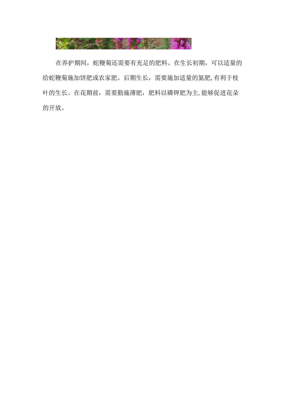 蛇鞭菊种植方法.docx_第3页