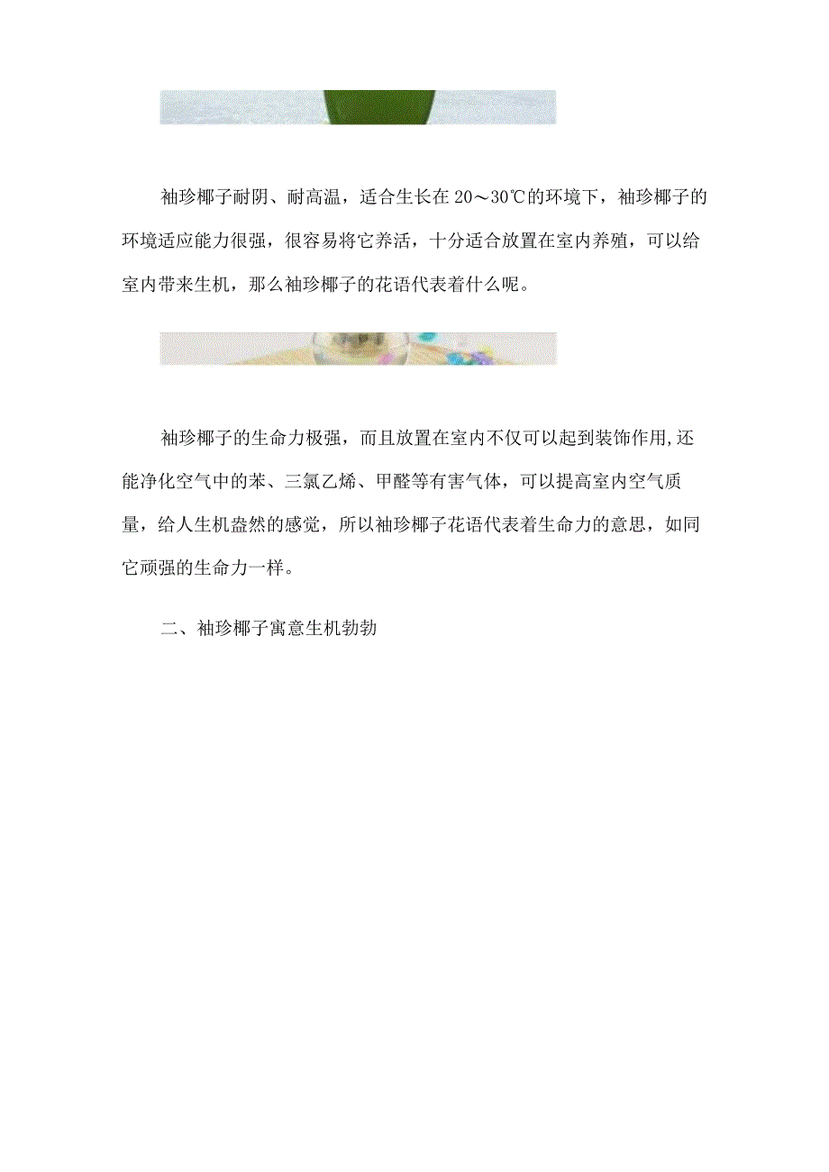 袖珍椰子的花语袖珍椰子有什么寓意吗(生机勃勃).docx_第2页