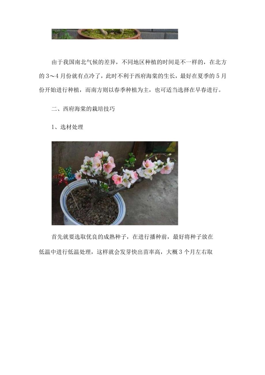 西府海棠什么时候种植春季的3～4月份种植最佳.docx_第2页