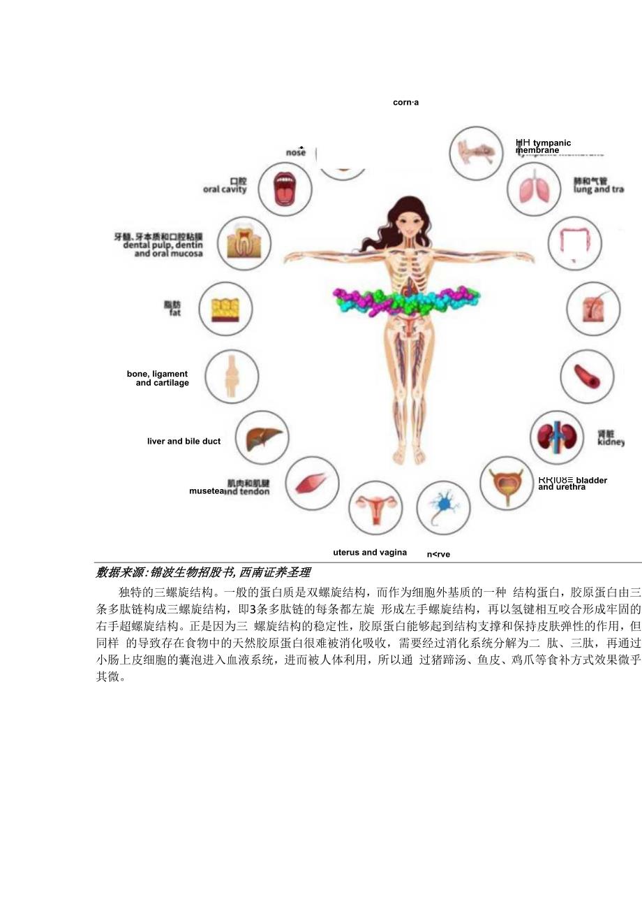 西南美妆零售化妆品原料专题胶原蛋白：护肤成分新宠剑指千亿市场规模.docx_第3页