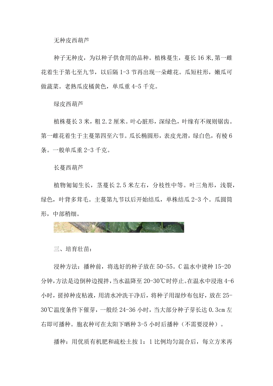 西葫芦种植技术：西葫芦大田种植技术详解.docx_第2页