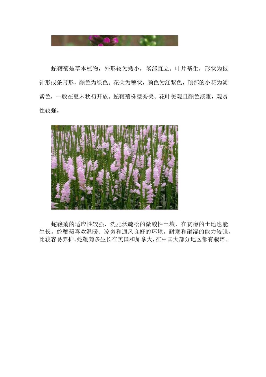 蛇鞭菊花语.docx_第2页