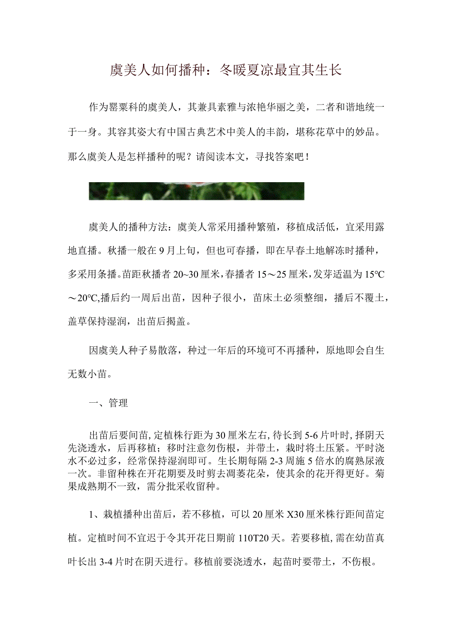 虞美人如何播种：冬暖夏凉最宜其生长.docx_第1页