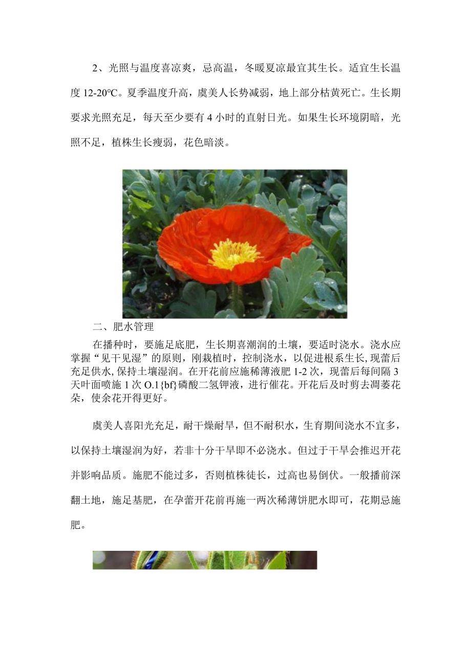 虞美人如何播种：冬暖夏凉最宜其生长.docx_第2页