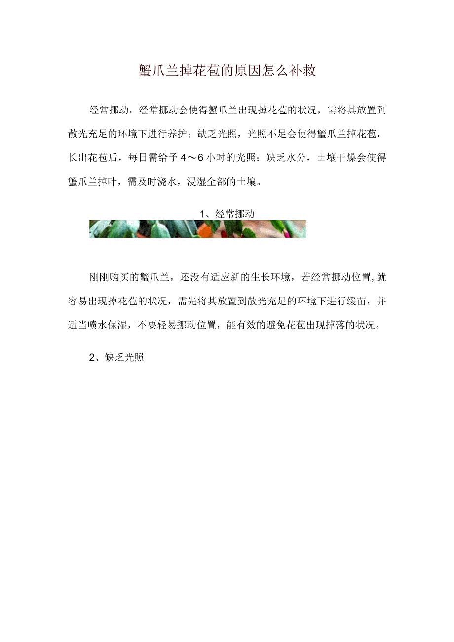 蟹爪兰掉花苞的原因怎么补救.docx_第1页