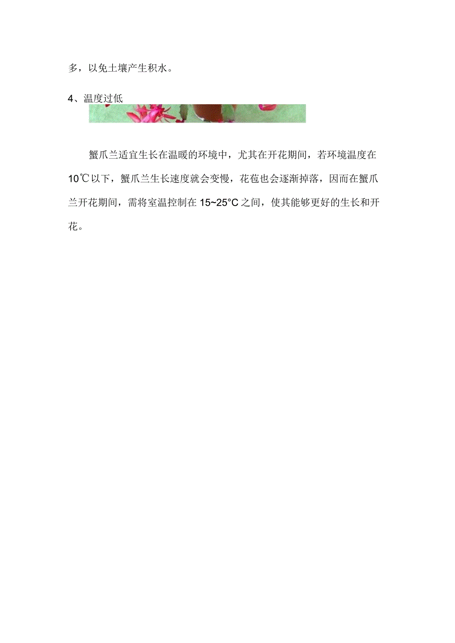 蟹爪兰掉花苞的原因怎么补救.docx_第3页