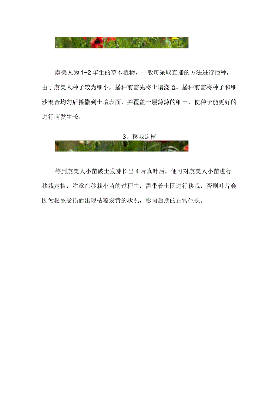 虞美人种植时间和方法.docx_第2页