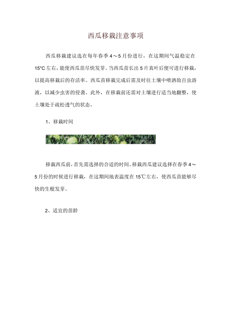 西瓜移栽注意事项.docx_第1页