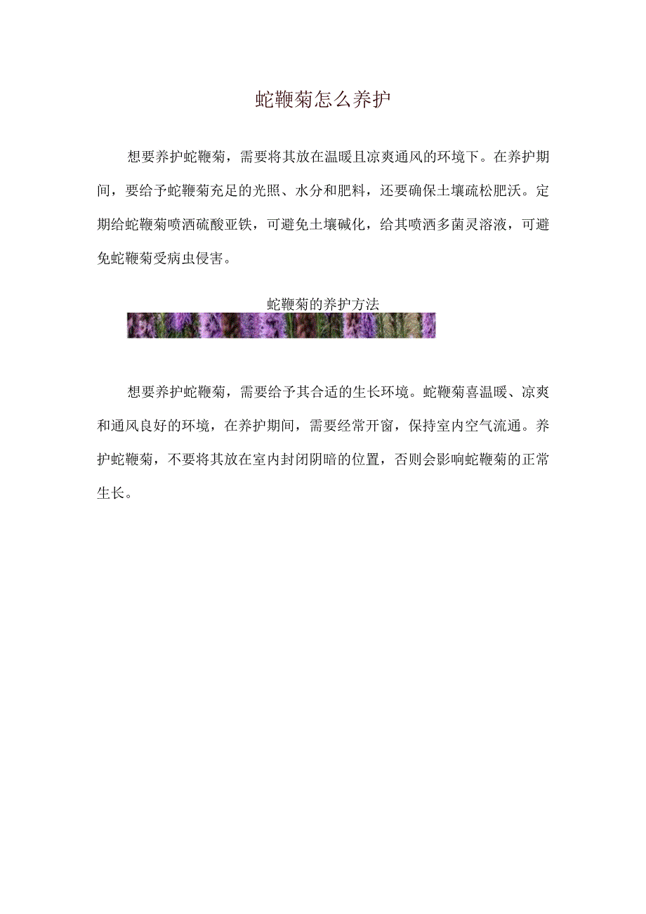 蛇鞭菊怎么养护.docx_第1页