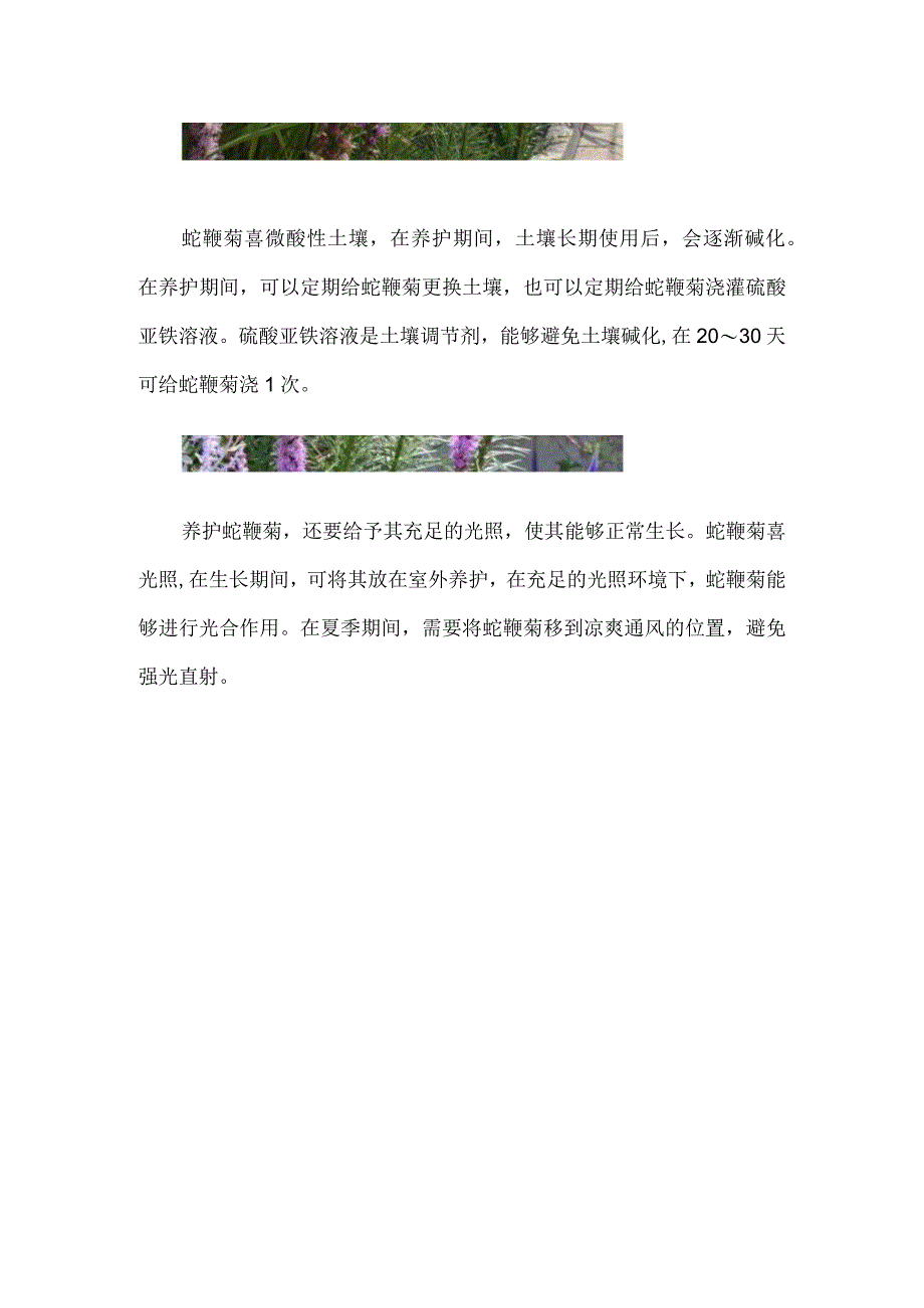 蛇鞭菊怎么养护.docx_第2页