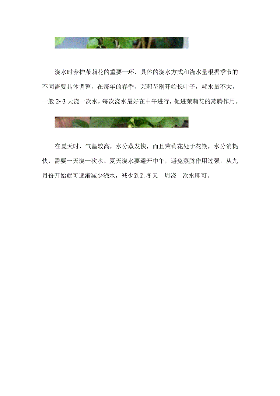 苿莉的养植方法.docx_第2页