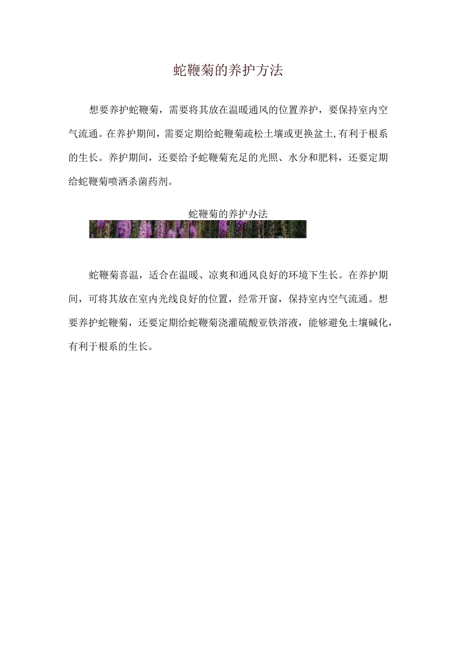 蛇鞭菊的养护方法.docx_第1页