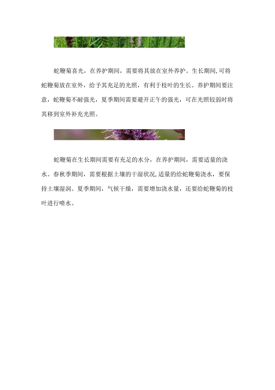 蛇鞭菊的养护方法.docx_第2页