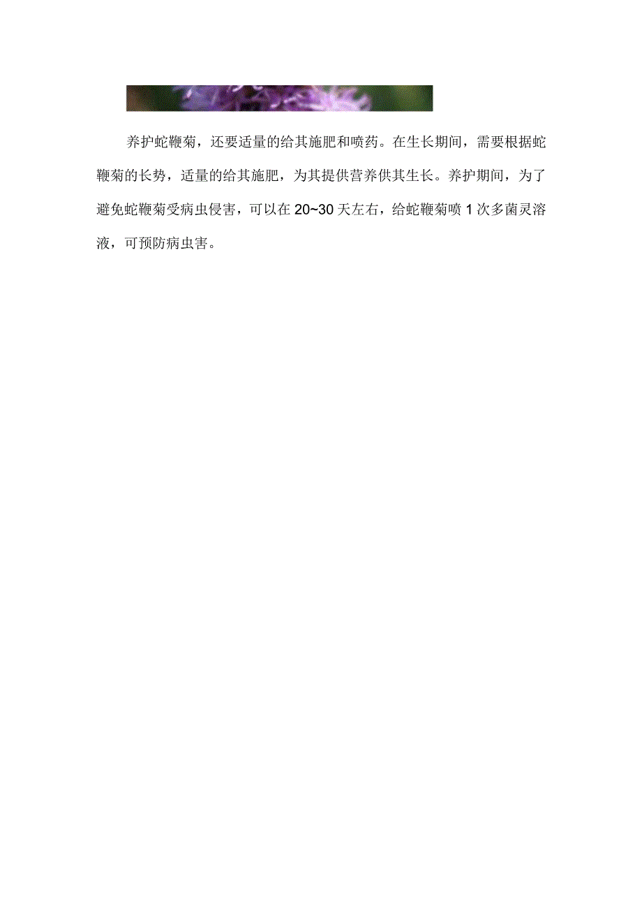 蛇鞭菊的养护方法.docx_第3页