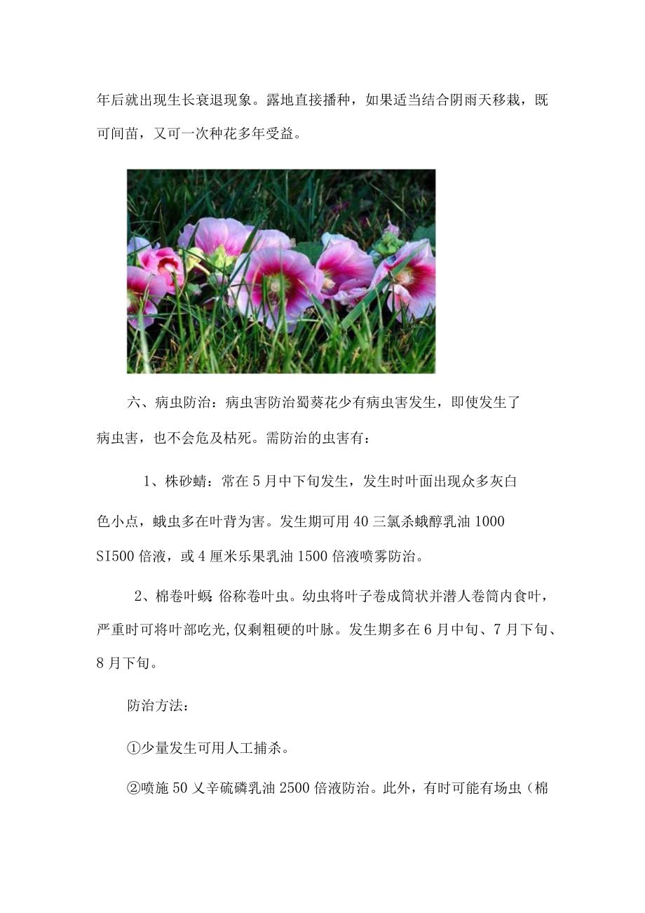 蜀葵花的养殖方法：在阳光充足的条件下生长最好.docx_第3页