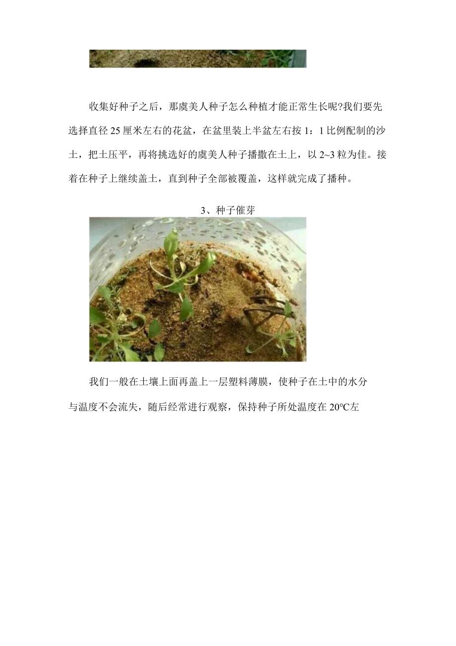 虞美人种子怎么种植四个步骤轻松种植虞美人.docx_第2页