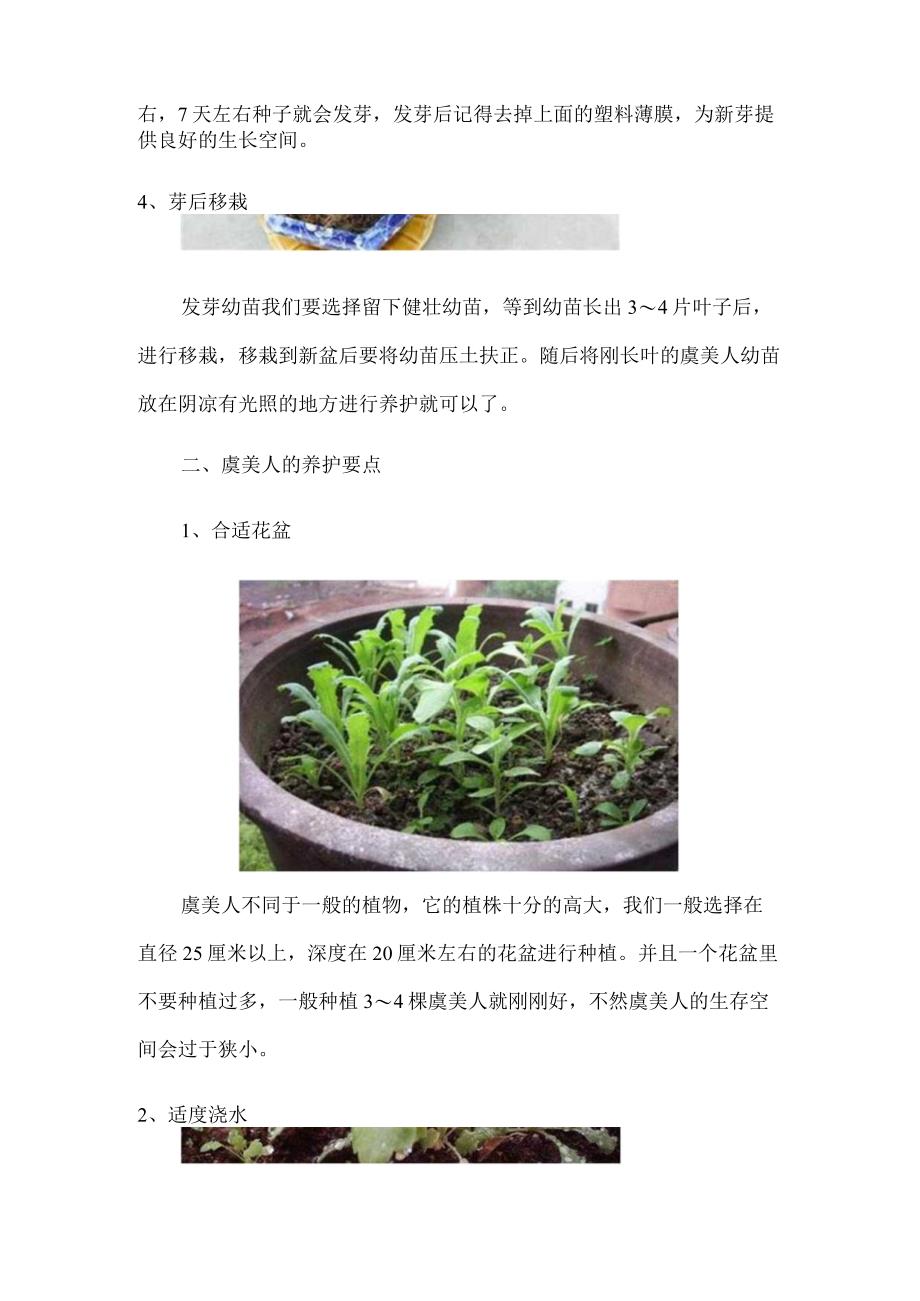 虞美人种子怎么种植四个步骤轻松种植虞美人.docx_第3页