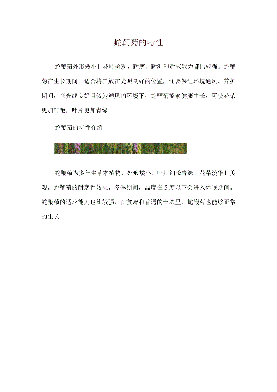 蛇鞭菊的特性.docx_第1页