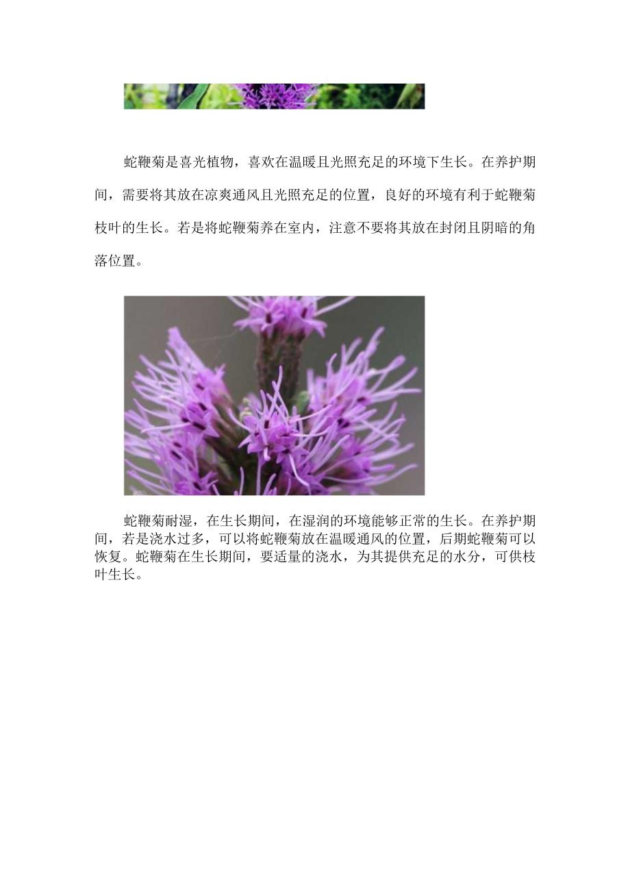 蛇鞭菊的特性.docx_第2页