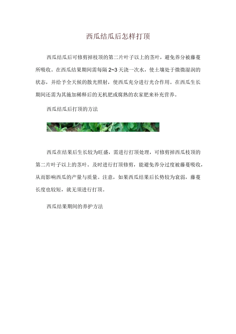 西瓜结瓜后怎样打顶.docx_第1页