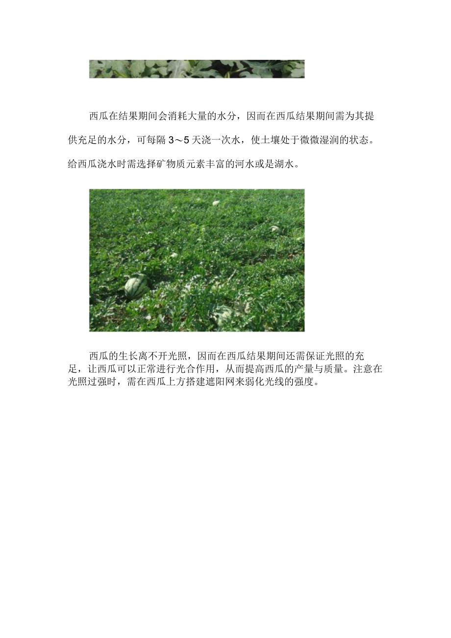 西瓜结瓜后怎样打顶.docx_第2页