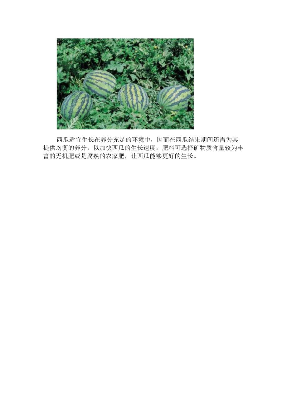 西瓜结瓜后怎样打顶.docx_第3页