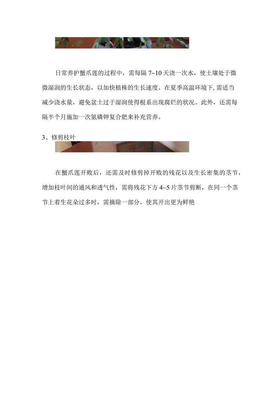 蟹爪莲的养殖方法和注意事项忌太阳直射.docx_第2页