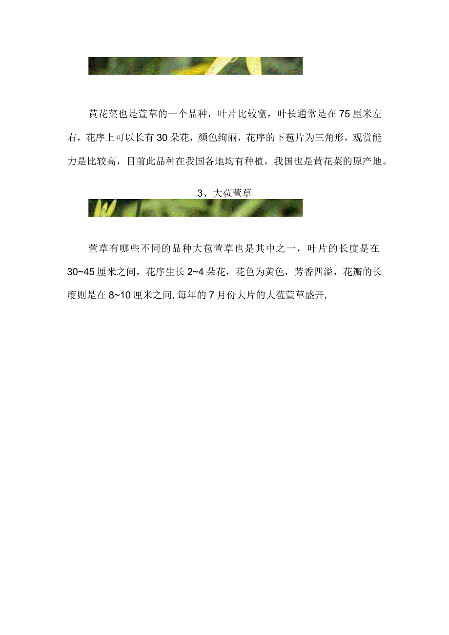 萱草有哪些不同的品种详解萱草6大品种.docx_第2页