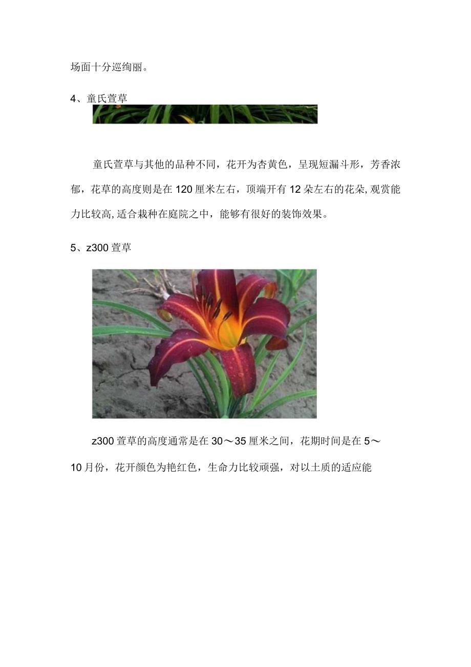 萱草有哪些不同的品种详解萱草6大品种.docx_第3页