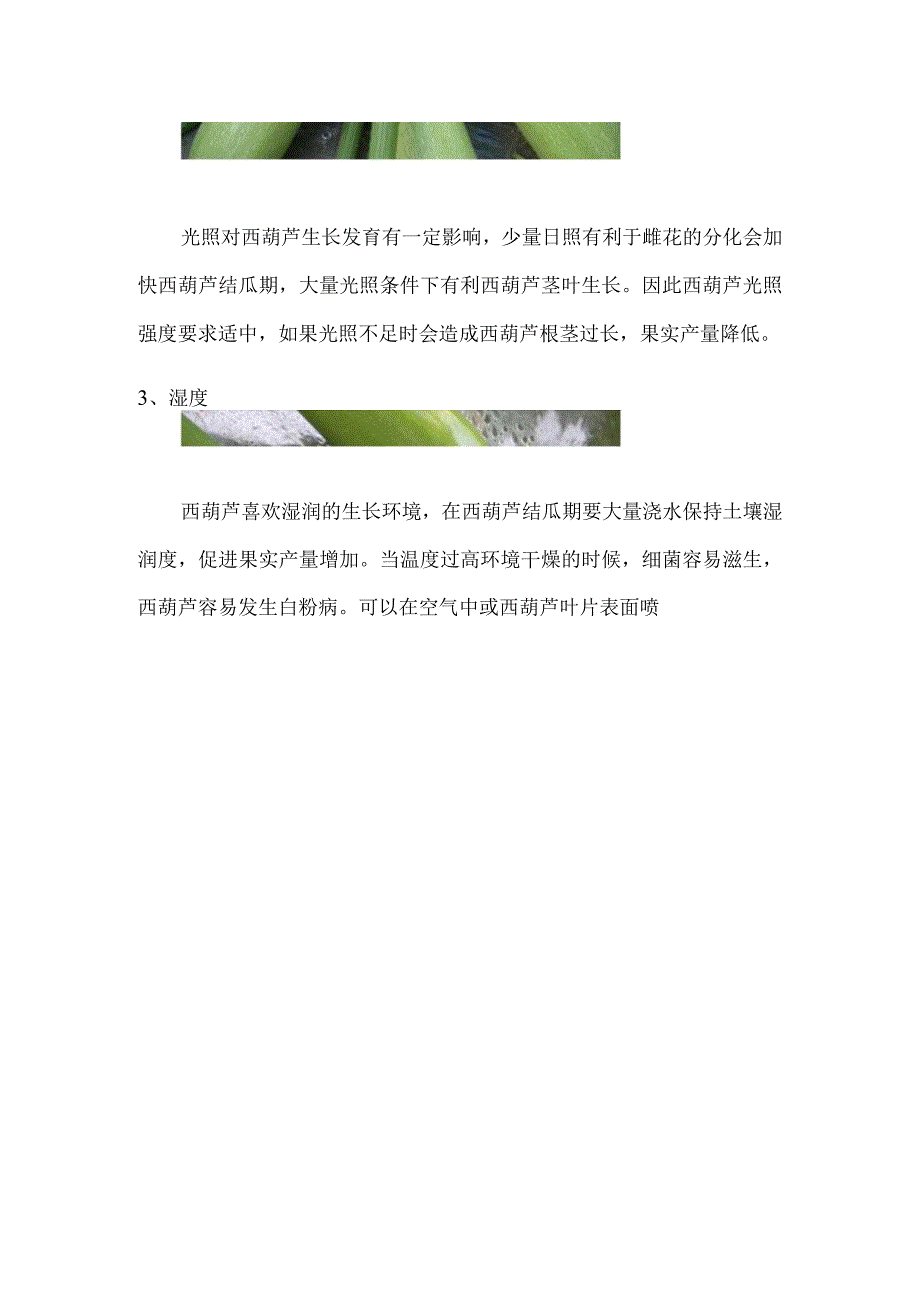 西葫芦为什么没长大就蔫了.docx_第2页