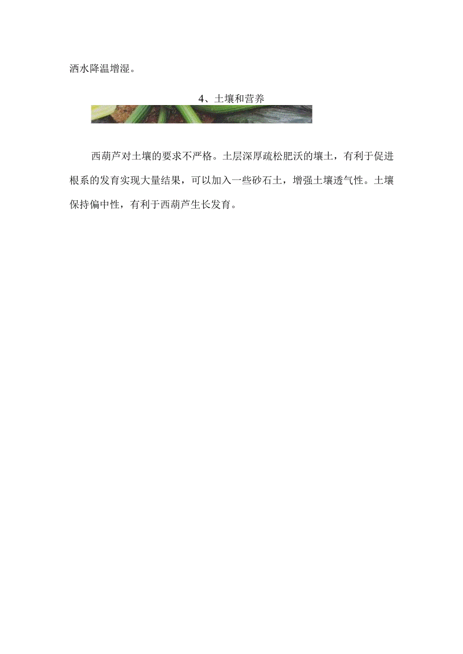 西葫芦为什么没长大就蔫了.docx_第3页