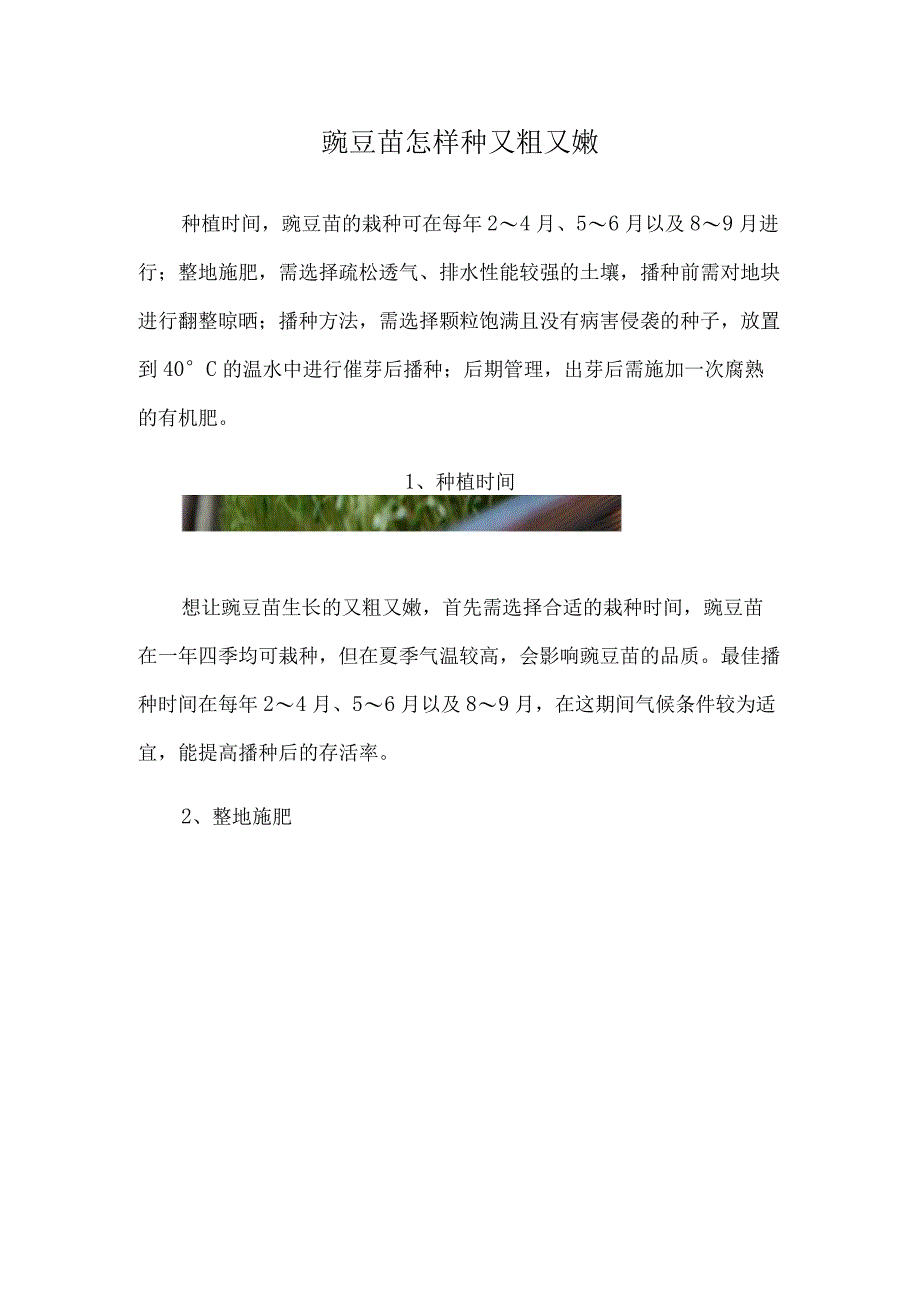 豌豆苗怎样种又粗又嫩.docx_第1页