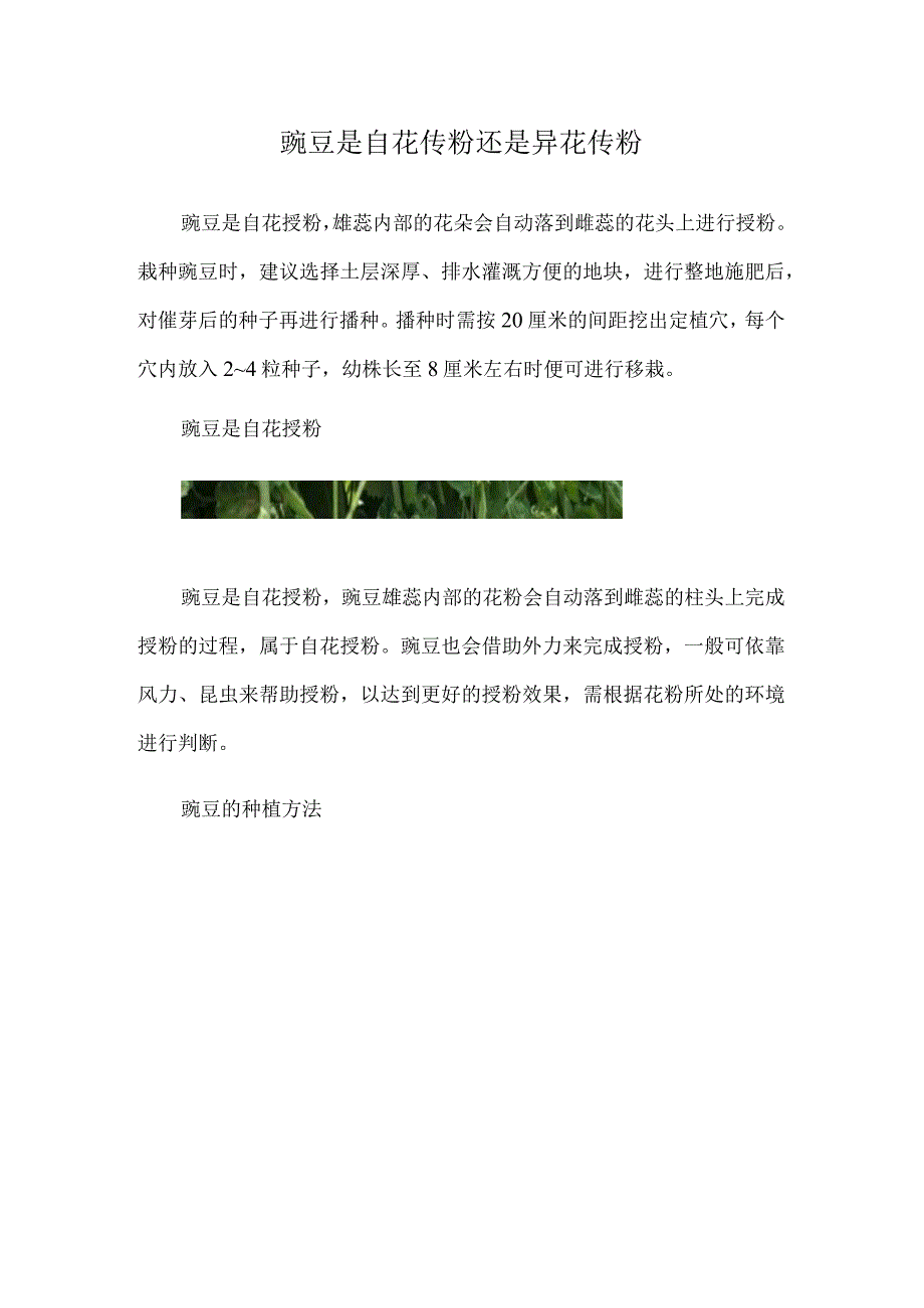 豌豆是自花传粉还是异花传粉.docx_第1页