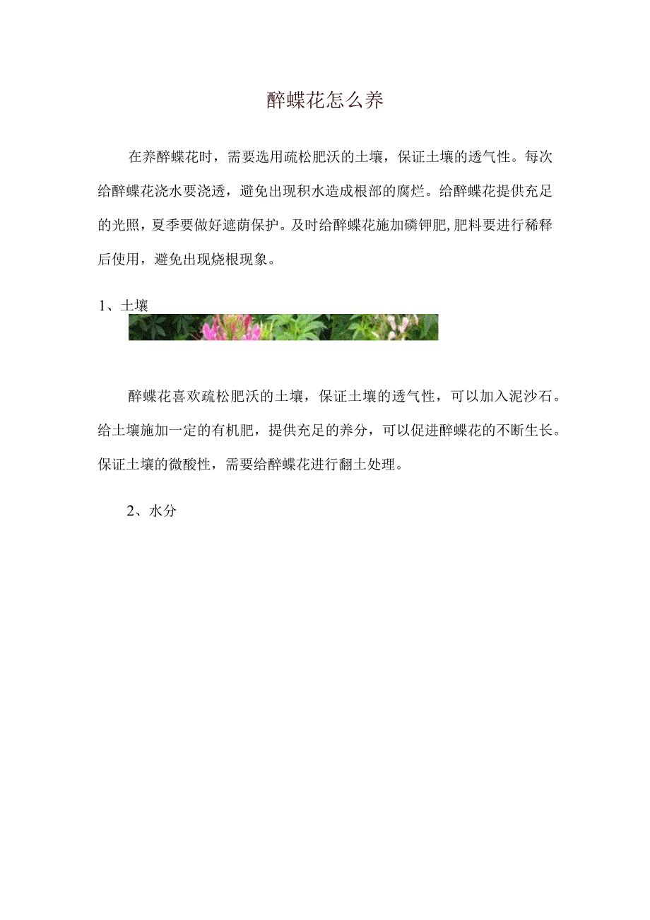 醉蝶花怎么养_1.docx_第1页