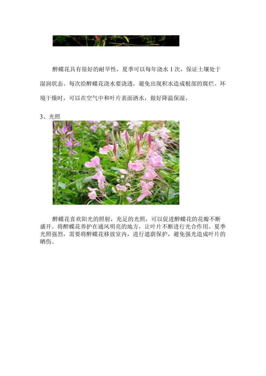 醉蝶花怎么养_1.docx_第2页