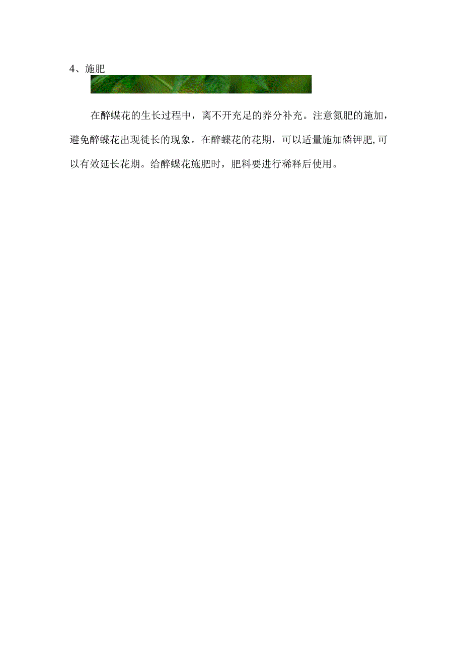 醉蝶花怎么养_1.docx_第3页