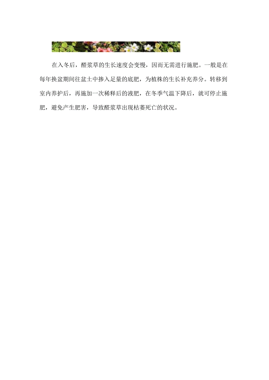 酢浆草耐寒多少度.docx_第3页