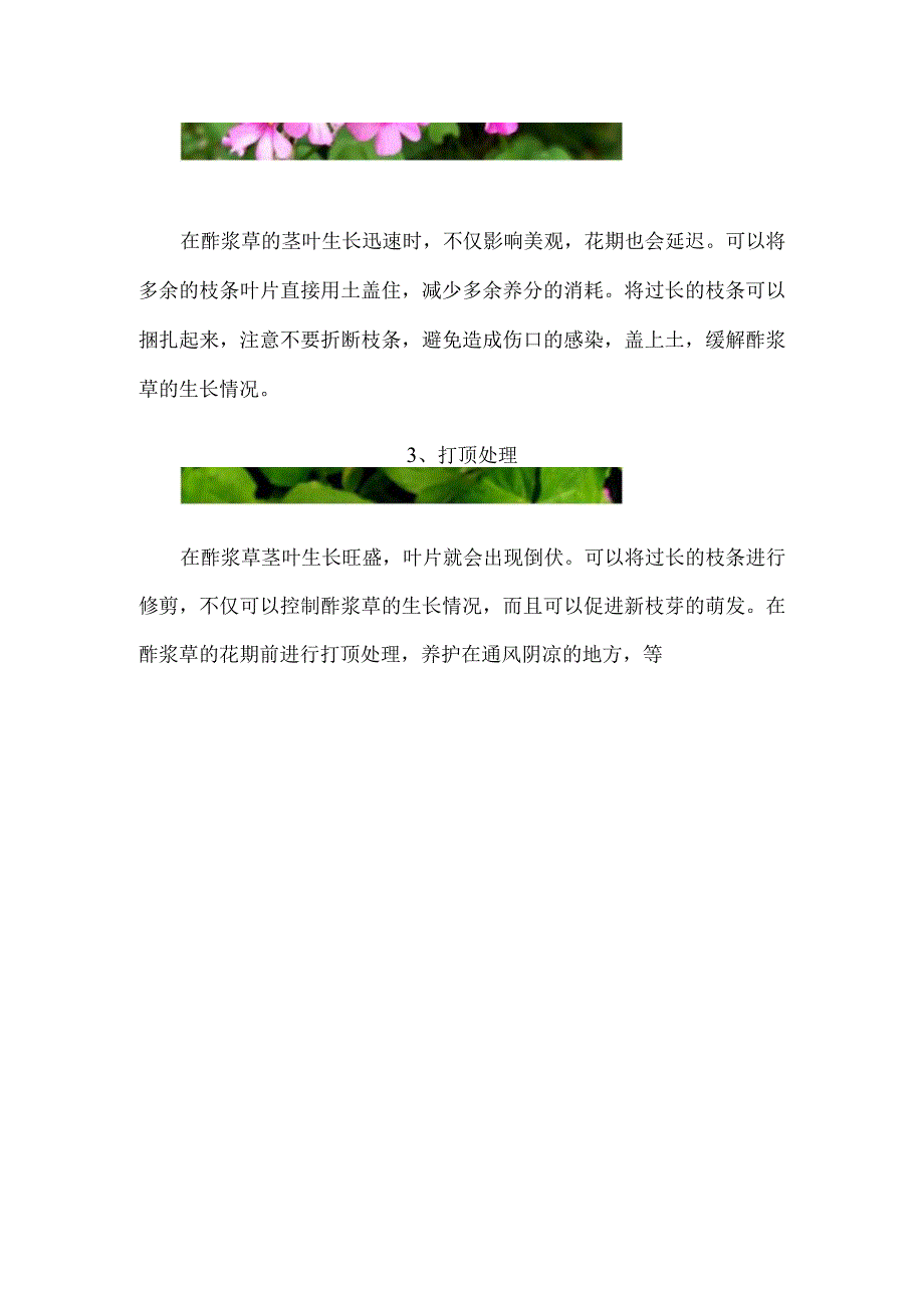 酢浆草倒伏的解决办法.docx_第2页