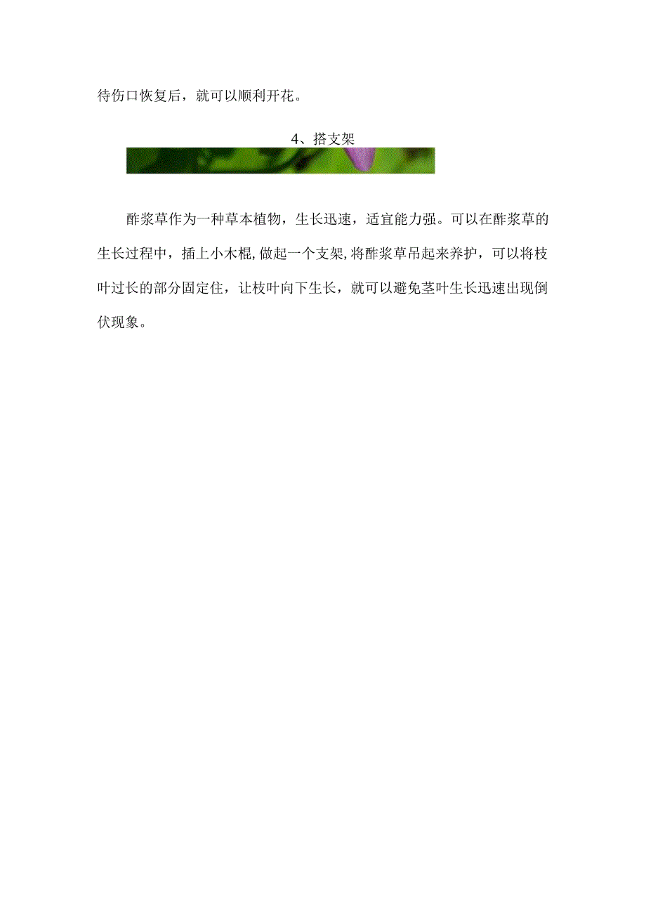 酢浆草倒伏的解决办法.docx_第3页