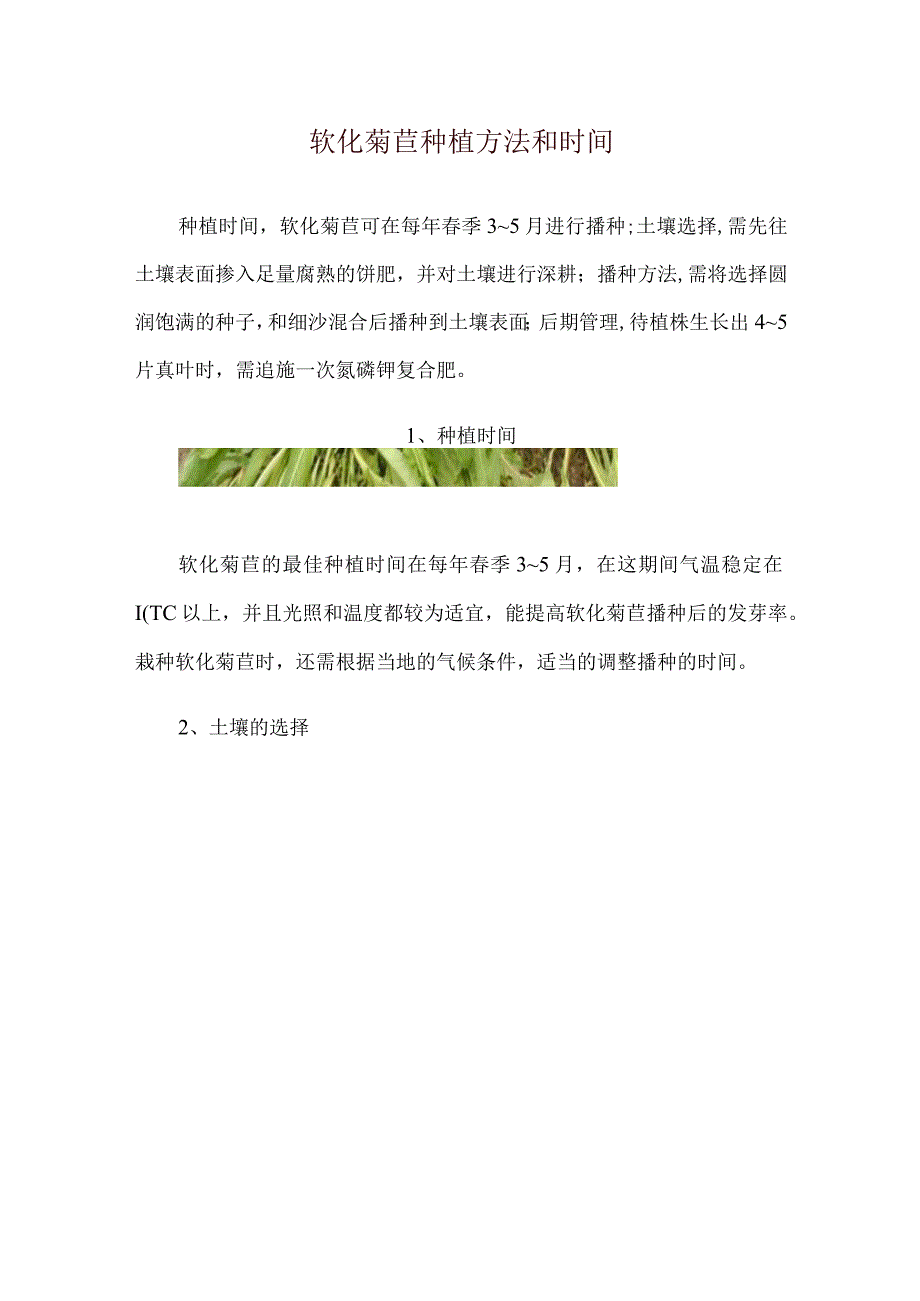 软化菊苣种植方法和时间.docx_第1页