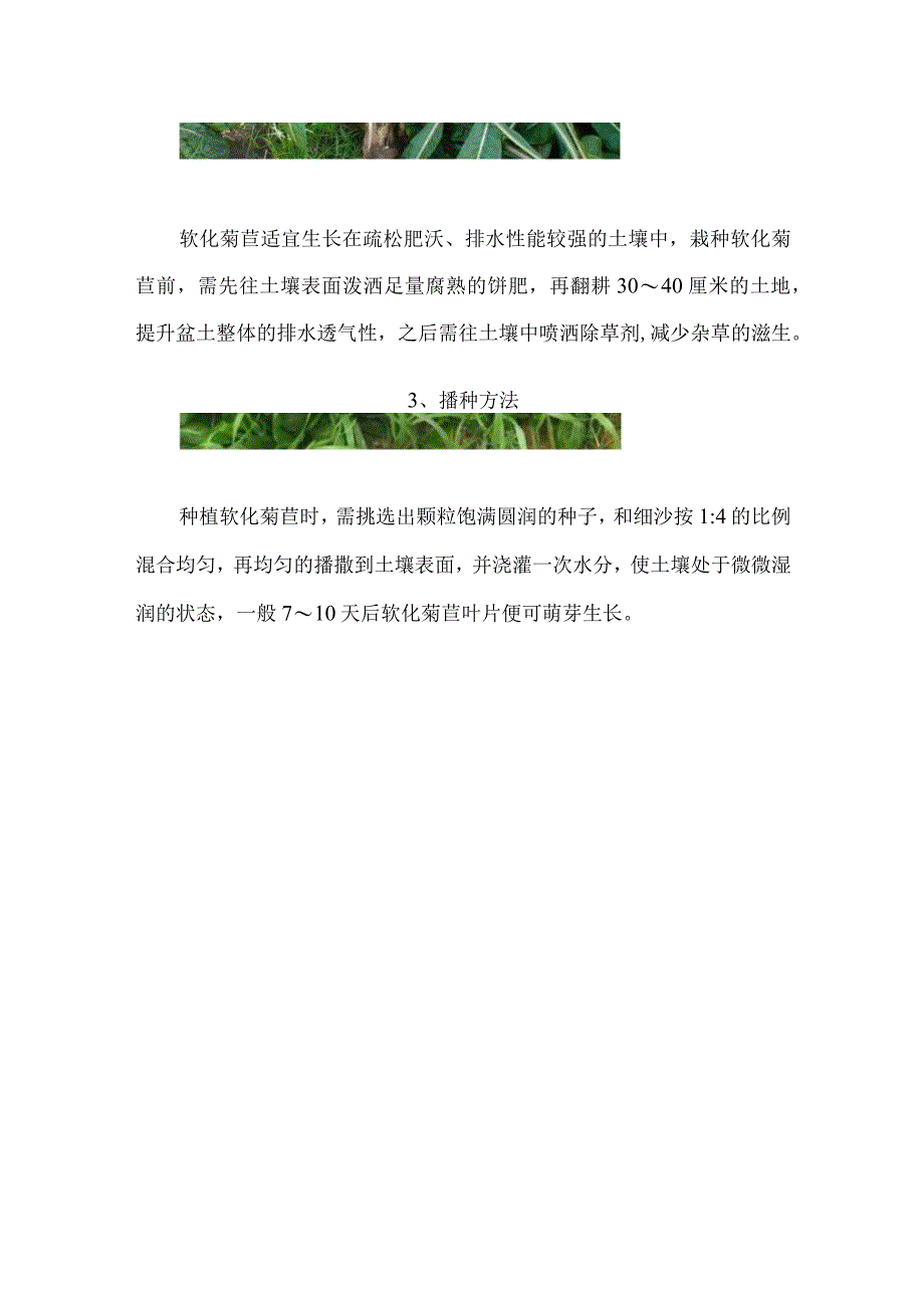 软化菊苣种植方法和时间.docx_第2页