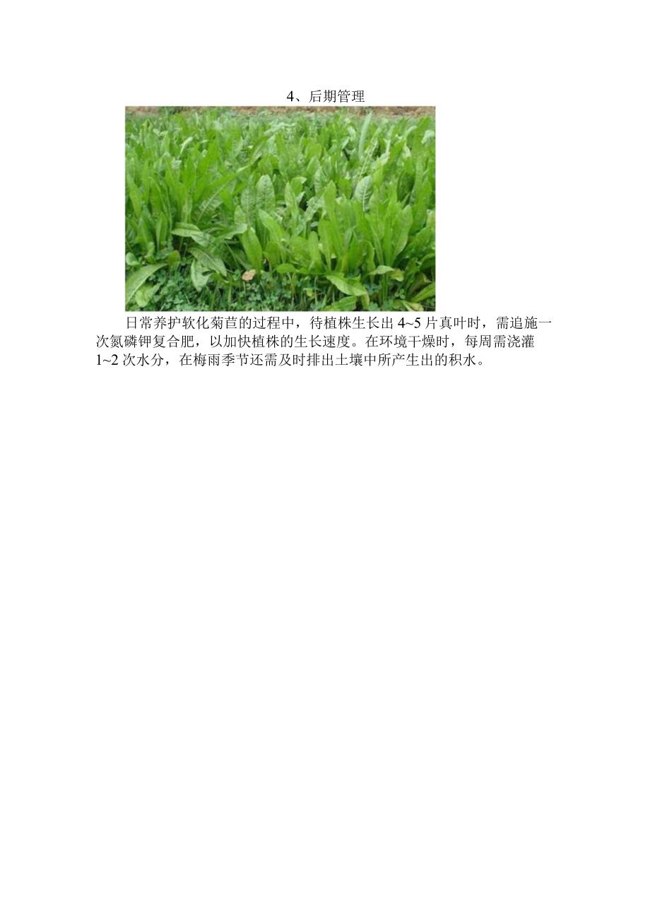 软化菊苣种植方法和时间.docx_第3页