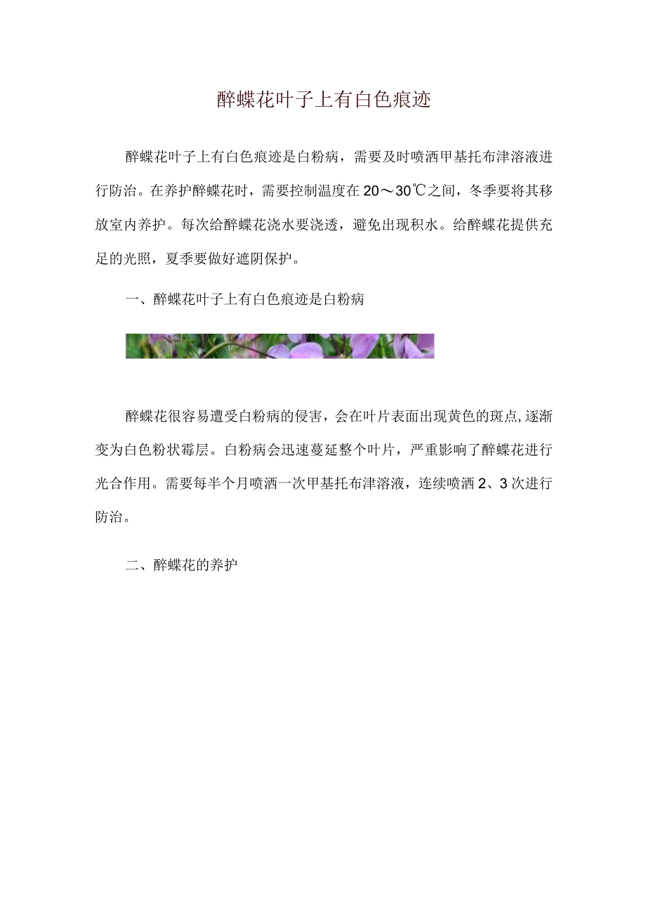 醉蝶花叶子上有白色痕迹.docx_第1页