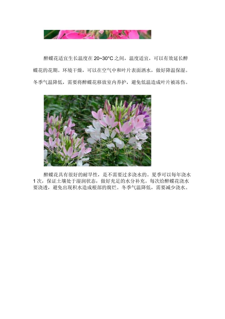 醉蝶花叶子上有白色痕迹.docx_第2页