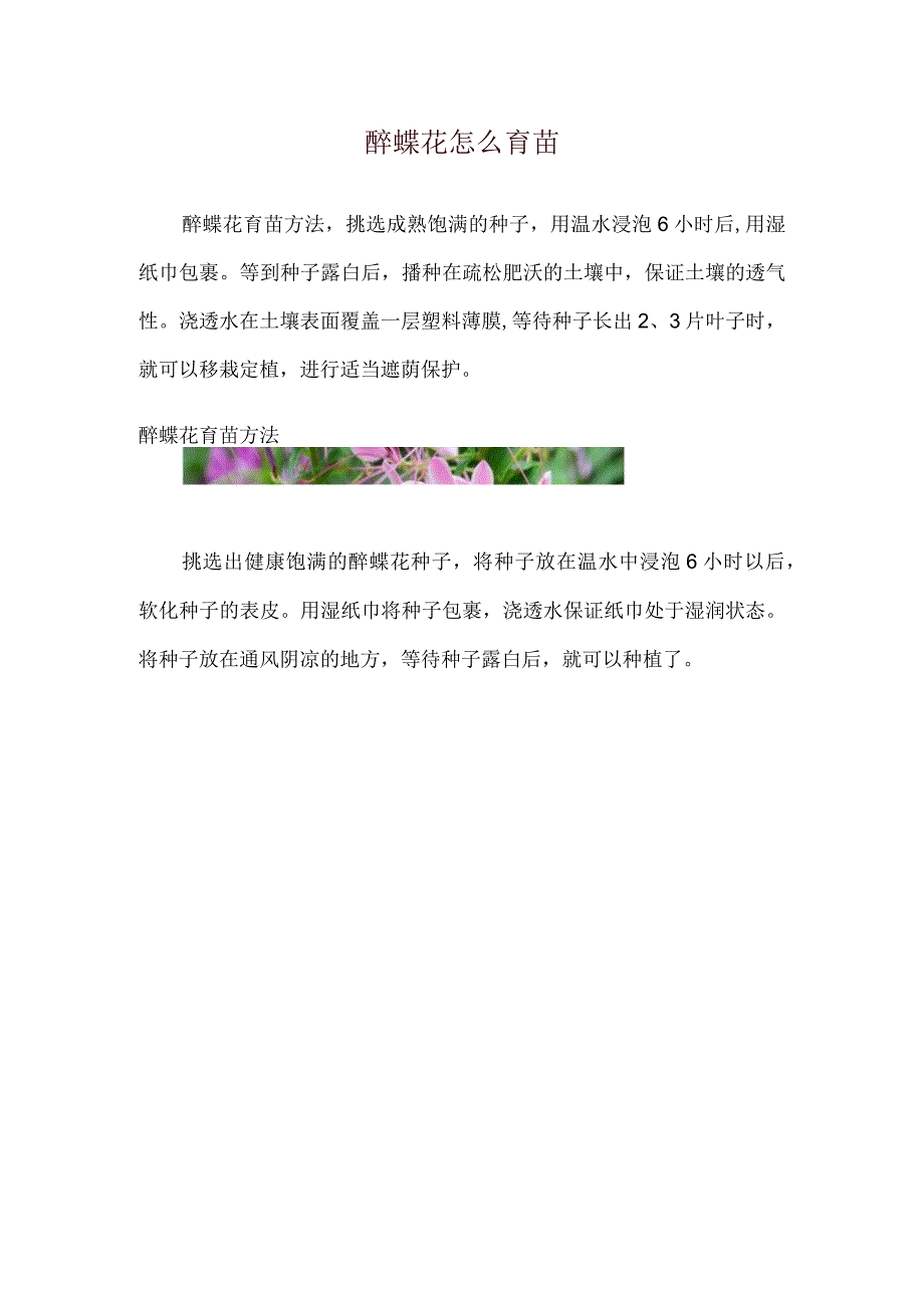 醉蝶花怎么育苗_1.docx_第1页