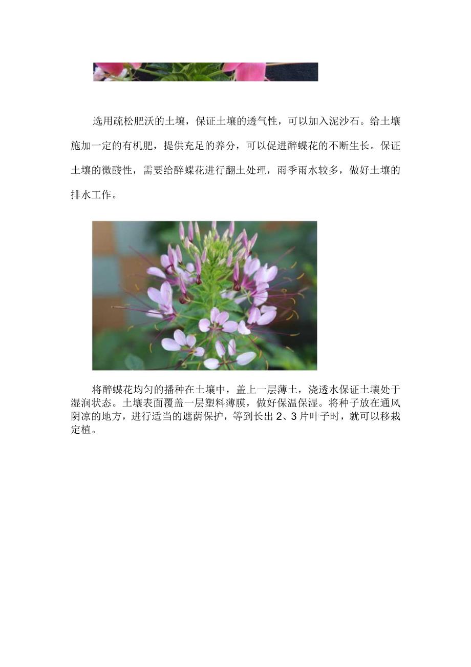 醉蝶花怎么育苗_1.docx_第2页