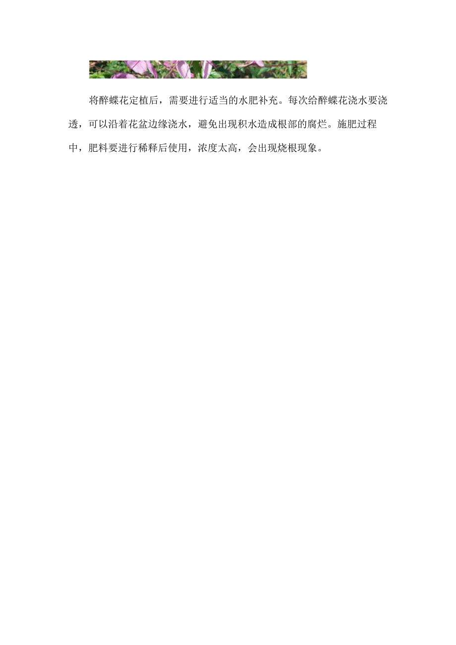 醉蝶花怎么育苗_1.docx_第3页