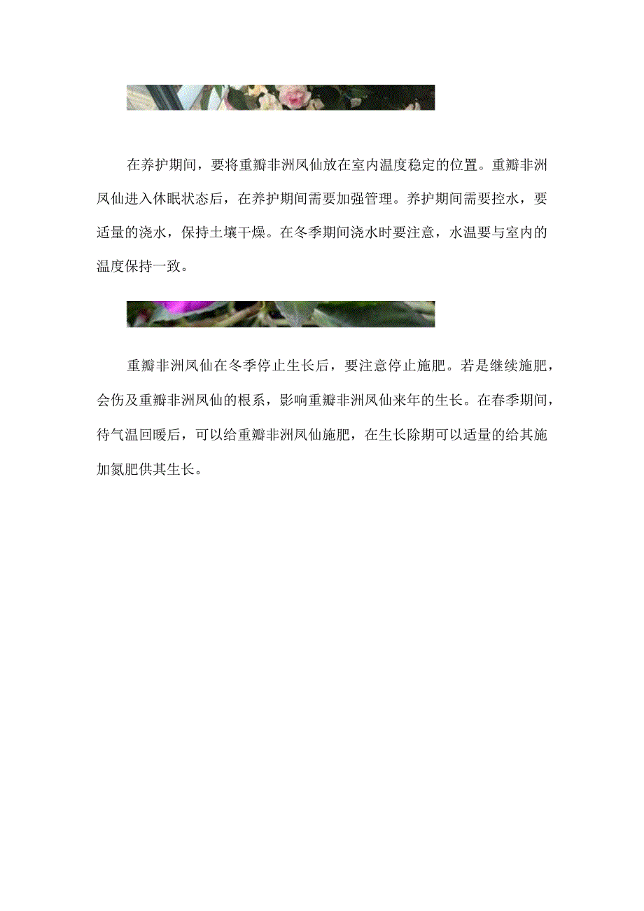 重瓣非洲凤仙怕冷吗.docx_第2页