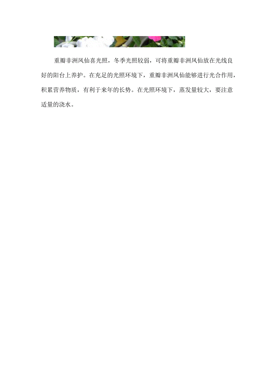 重瓣非洲凤仙怕冷吗.docx_第3页